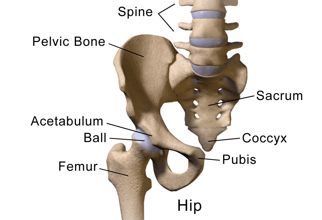 Labeled pelvic bone diagram